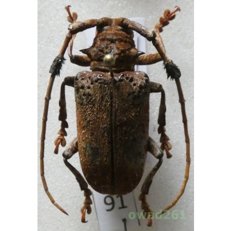 Aristobia freneyi Schmitt, 1992 28mm Thailand91